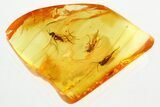 Three Detailed Fossil Fungus Gnats in Baltic Amber #357703-1